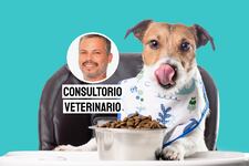 ¿Por qué tu perro come muy rápido? Pancho Cavero lo explica