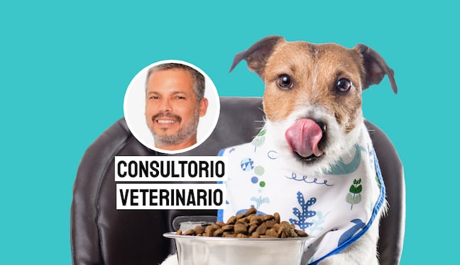 Que tu perro coma rápido suele deberse a instintos de competencia, ansiedad, hambre insaciable o un hábito arraigado desde cachorro. Foto: composición/Istock