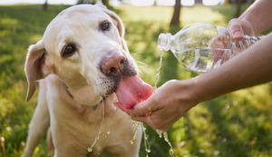 ¿Cómo saber si mi perro está sufriendo un golpe de calor?