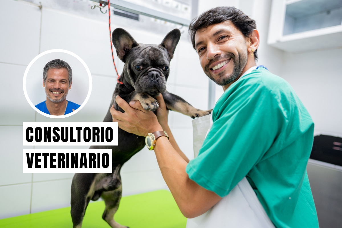 El cuidado preventivo en perros es la clave para una vida larga y saludable. Foto: composición/Istock