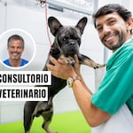 No esperes a que enferme: la prevención es clave para cuidar a tu mascota