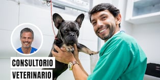 El cuidado preventivo en perros es la clave para una vida larga y saludable. Foto: composición/Istock