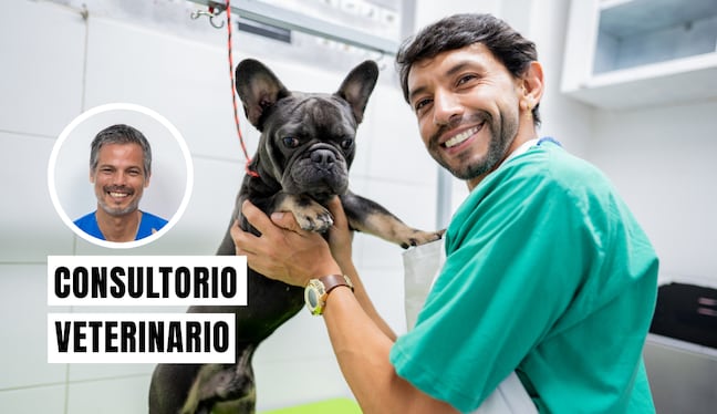 El cuidado preventivo en perros es la clave para una vida larga y saludable. Foto: composición/Istock