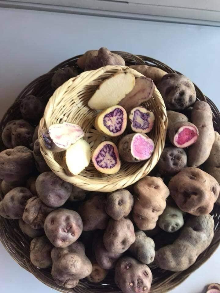 Papas Nativas llegan a Wong