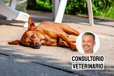 Golpe de calor: cómo proteger a perros y gatos en verano