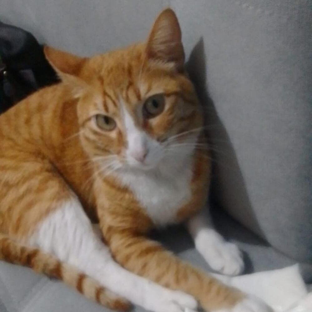 Pepito, el pelotero.