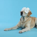 ¿Cómo saber si mi perro está perdiendo la visión? Atento a estas señales