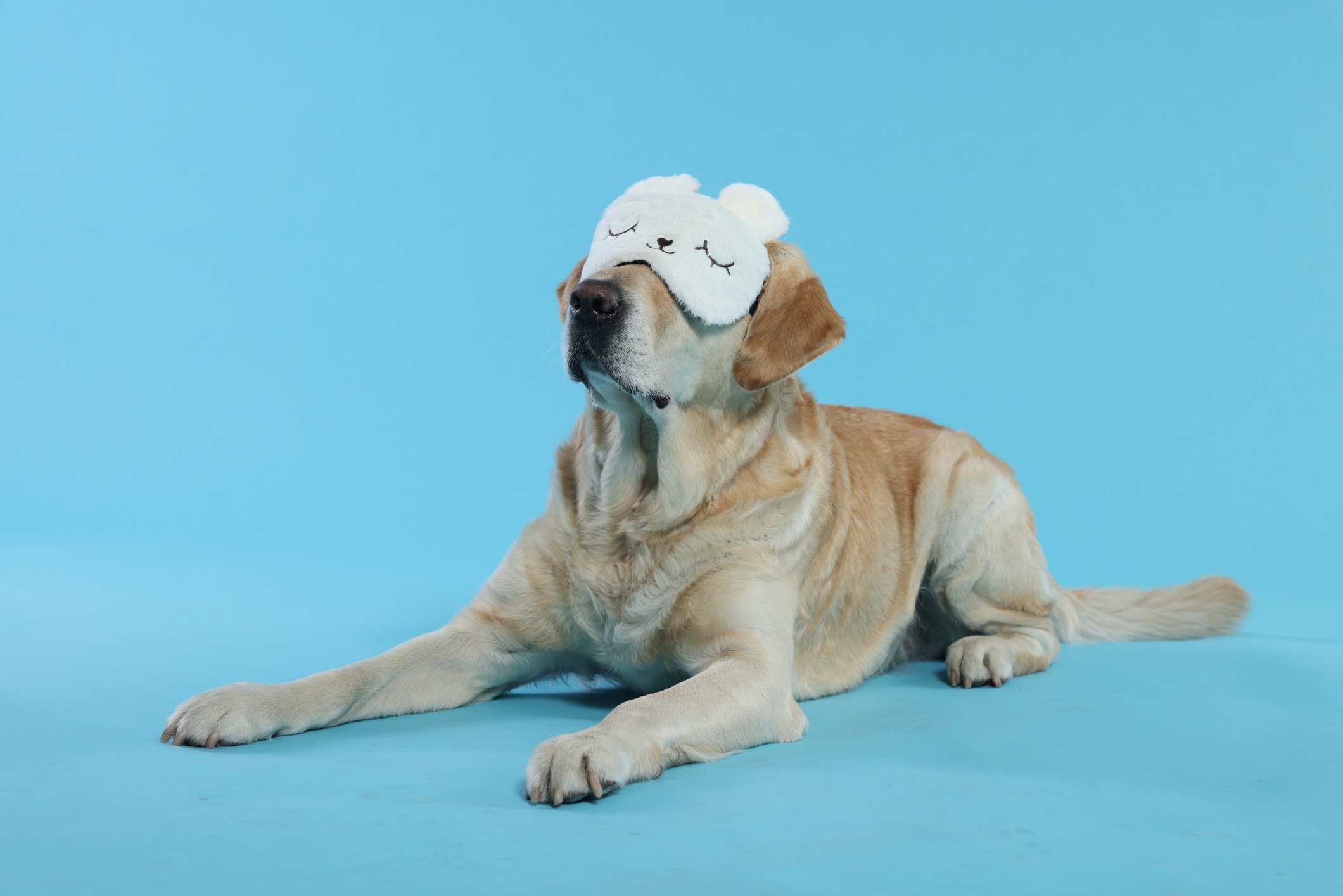 La pérdida de visión en perros sénior no debe asumirse como algo normal. Muchos problemas oculares pueden prevenirse o tratarse si se detectan a tiempo desde etapas tempranas. Foto: Istock