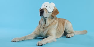 La pérdida de visión en perros sénior no debe asumirse como algo normal. Muchos problemas oculares pueden prevenirse o tratarse si se detectan a tiempo desde etapas tempranas. Foto: Istock