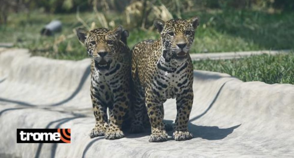 Pareja de jaguares son los engreídos del Parque de las Leyendas