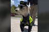 La historia de ‘Teniente’: el perro que desempeña funciones como un policía