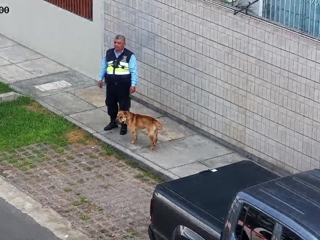 'Chester' pudo volver con su dueño gracias a intervención del Serenazgo. Foto: Municipalidad de Miraflores