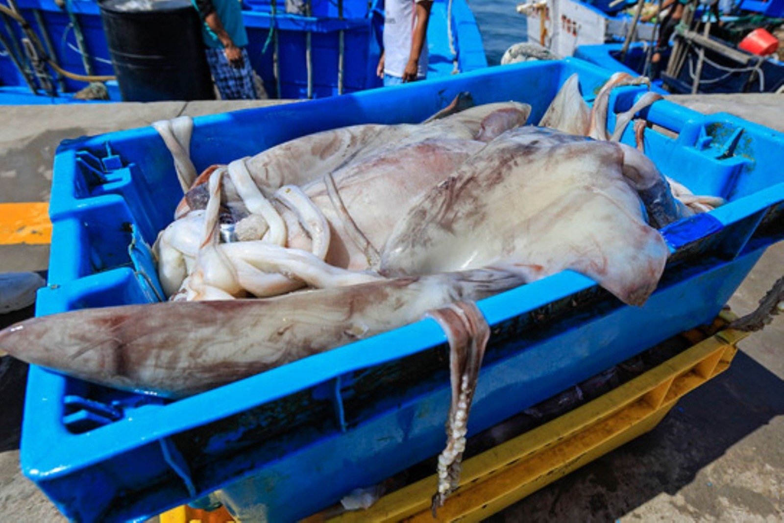 La pota también es alimento de otros animales que la buscan por su alto nivel nutritivo. Foto. Calamasur