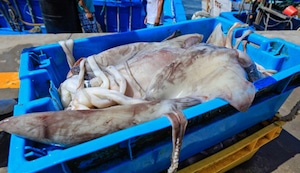 Mundo Escolar: la pota, depredador marino