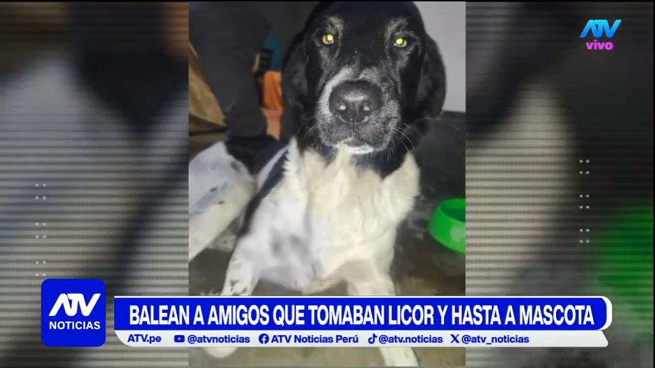 Perrito logró sobrevivir. Foto: ATV