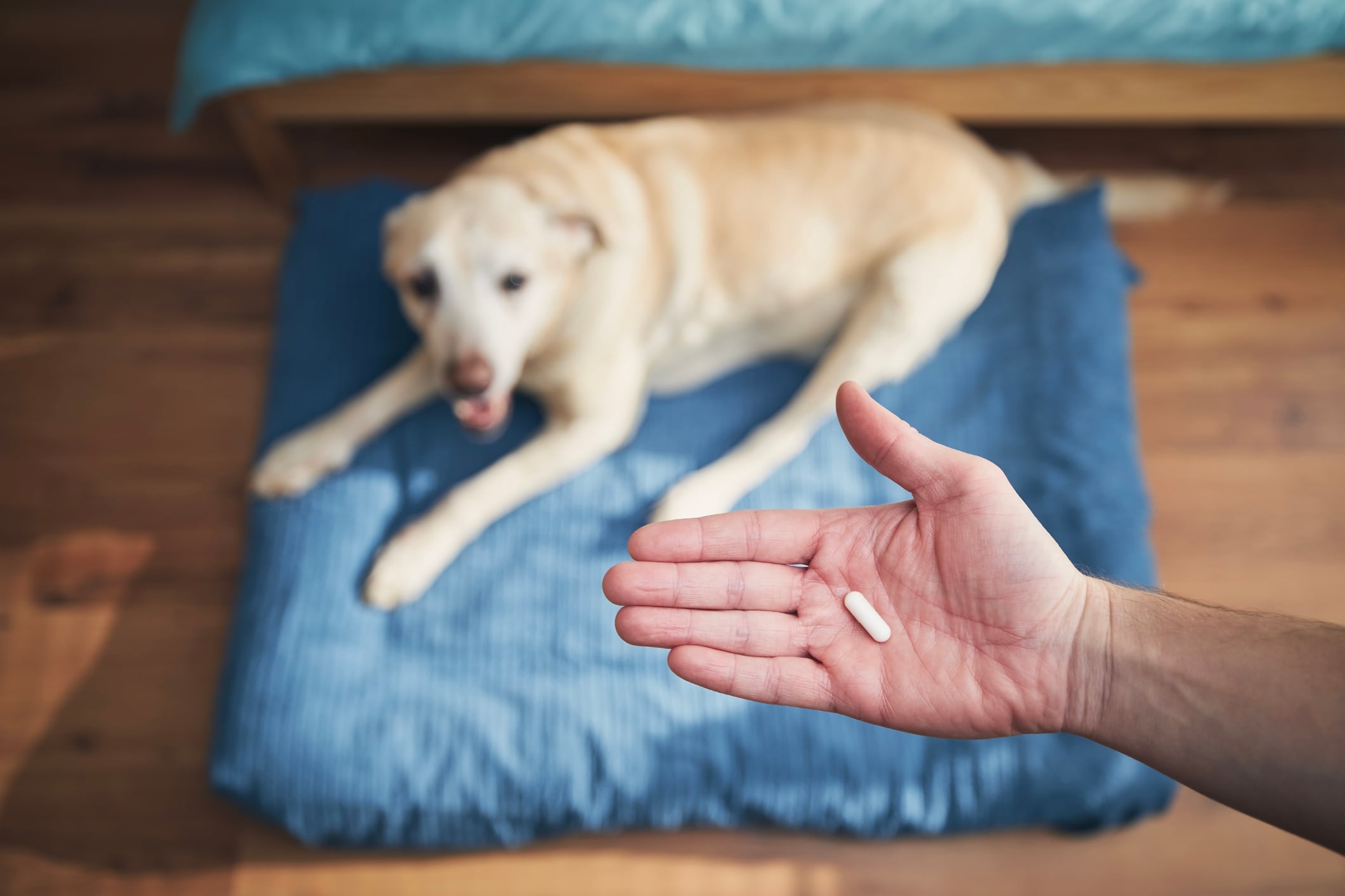 Automedicar a tu perro es extremadamente peligroso. Darles fármacos sin supervisión profesional puede causar intoxicaciones graves. Foto: Istock