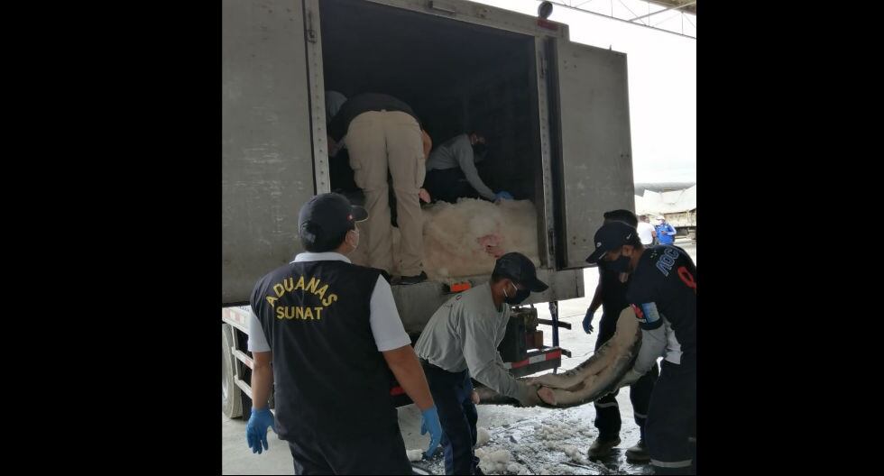SUNAT incauta toneladas de carne de tiburón que iba a entrar al Perú en cargamento de especies marinas. Venía desde Ecuador y sin aletas. (Foto: SUNAT)