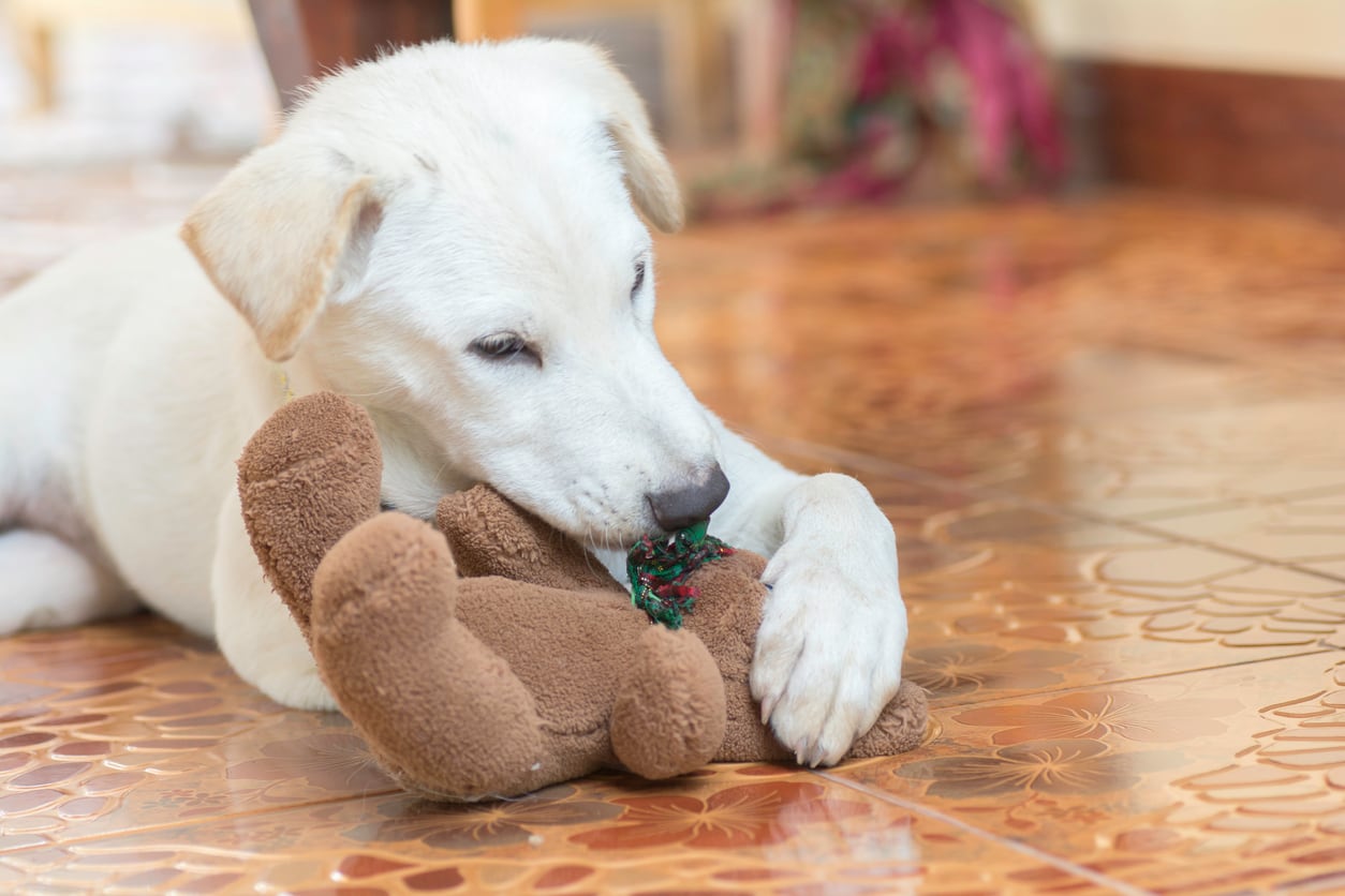 Esconde y desaparece el peluche con el que se ha encariñado.