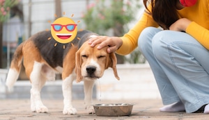 ¿Por qué mi perro come menos en verano?