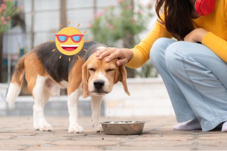 ¿Por qué mi perro come menos en verano?