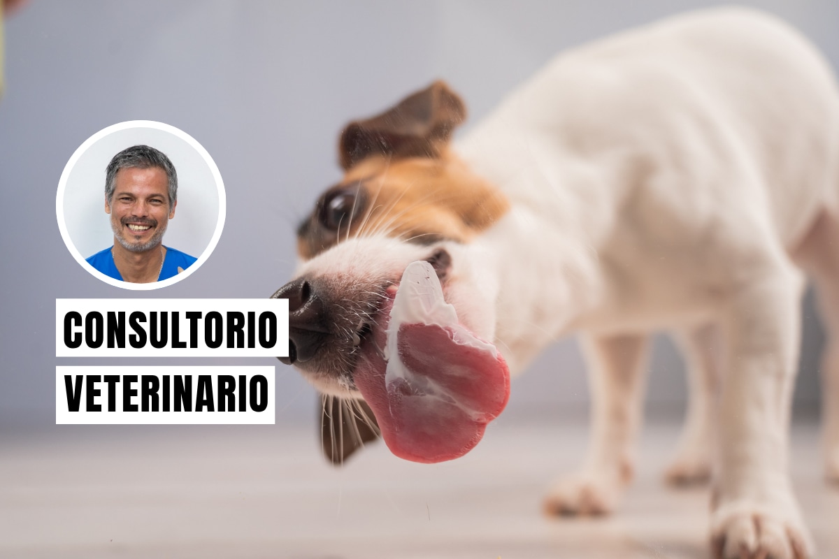 Un perro se lame mucho para intentar calmar una molestia física o un problema emocional. Foto: composición/Istock