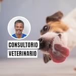 ¿Tu perro se lame mucho una zona? Puede ser una señal de alerta