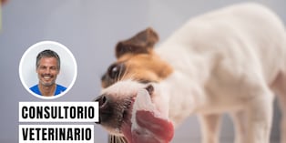 Un perro se lame mucho para intentar calmar una molestia física o un problema emocional. Foto: composición/Istock