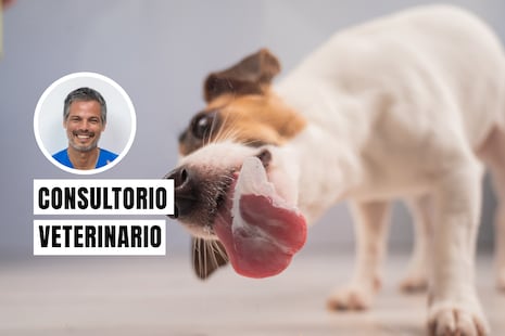 ¿Tu perro se lame mucho una zona? Puede ser una señal de alerta