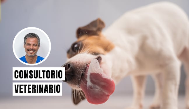 Un perro se lame mucho para intentar calmar una molestia física o un problema emocional. Foto: composición/Istock