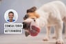 ¿Tu perro se lame mucho una zona? Puede ser una señal de alerta