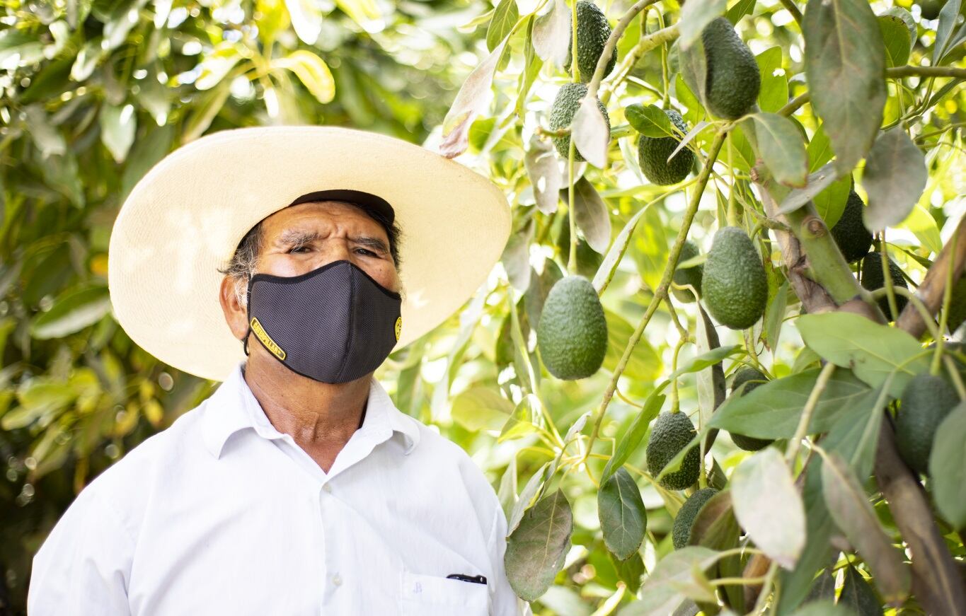 De esta manera, se han atendido casi 3 000 hectáreas dedicadas a este cultivo en las regiones Junín, Ica, Huancavelica, Arequipa, Moquegua, Apurímac, entre otras. (Foto: Midagri)