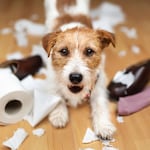 ¿Qué hacer si mi perro traga cosas que no debe?
