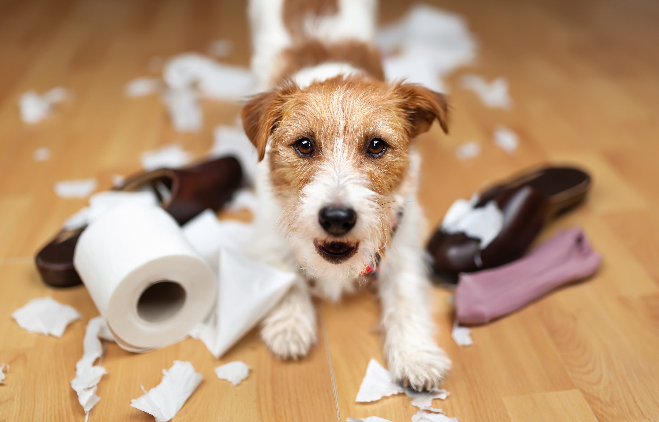 Muchos accidentes ocurren con objetos comunes dentro de casa. Por eso, elige juguetes adecuados para su tamaño, mantén los objetos pequeños fuera de su alcance y vigila siempre lo que mastica. Foto: Istock