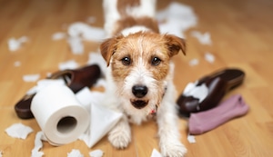 ¿Qué hacer si mi perro traga cosas que no debe?