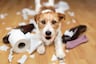 ¿Qué hacer si mi perro traga cosas que no debe?
