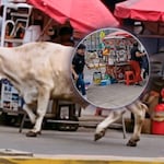 Toro suelto causó pánico en comerciantes y transeuntes de mercado San Pedro en Lurín