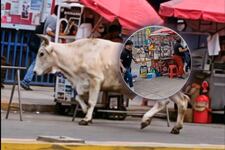 Toro suelto causó pánico en comerciantes y transeuntes de mercado San Pedro en Lurín