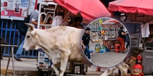 Toro suelto causó alarma entre comerciantes y transeuntes en mercado de Lurín (Foto: @RogerGarcía)