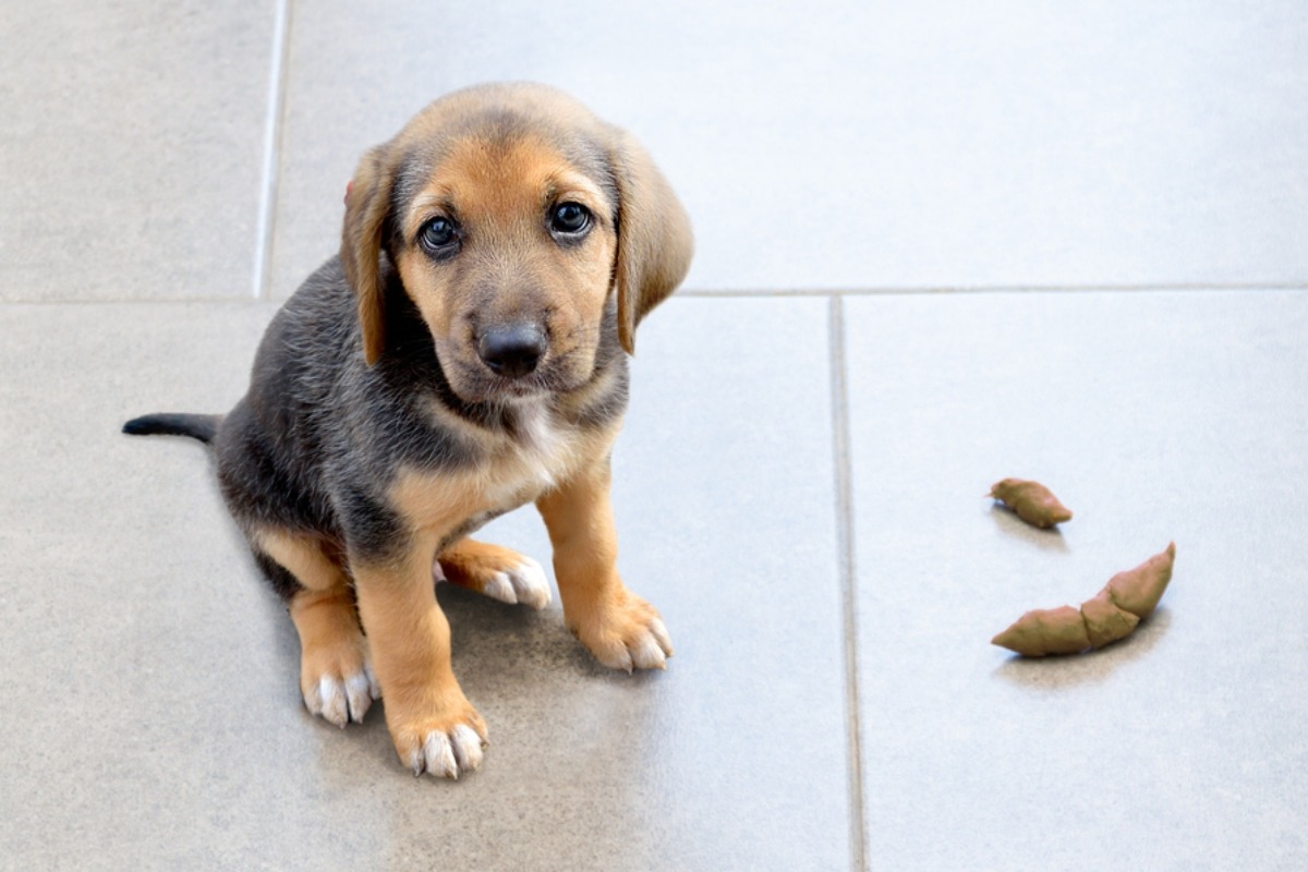 Atento al color de las heces de tu perro. Foto: Istock.