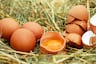 Conoce todo sobre el significado de soñar con huevos de gallina