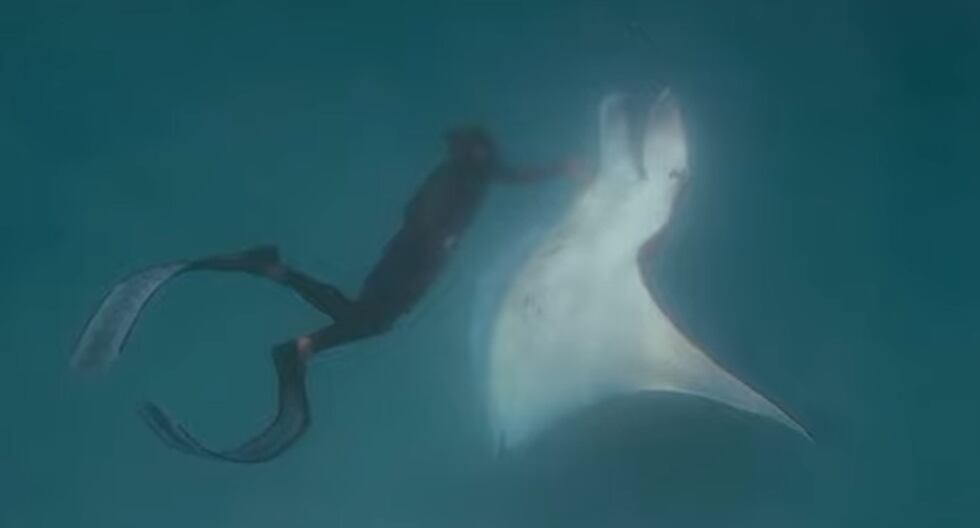 Mantarraya Mordida Enorme mantarraya se le acerca a un buzo para que le quitara unos ...
