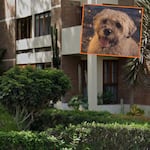 Pitbull deja grave a perrito viejito en Jesús María