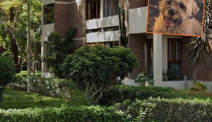 Jesús María: Pitbull deja grave a perrito anciano en la residencial San Felipe