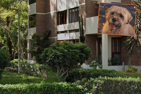 Jesús María: Pitbull deja grave a perrito anciano en la residencial San Felipe