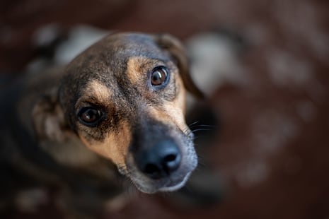 ¿Tu perro está triste? Un experto te explica cómo animarlo