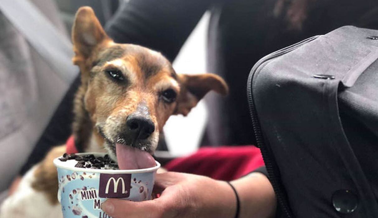 ¡Cuidado! Si un perro come helado puede llegar a intoxicarse.