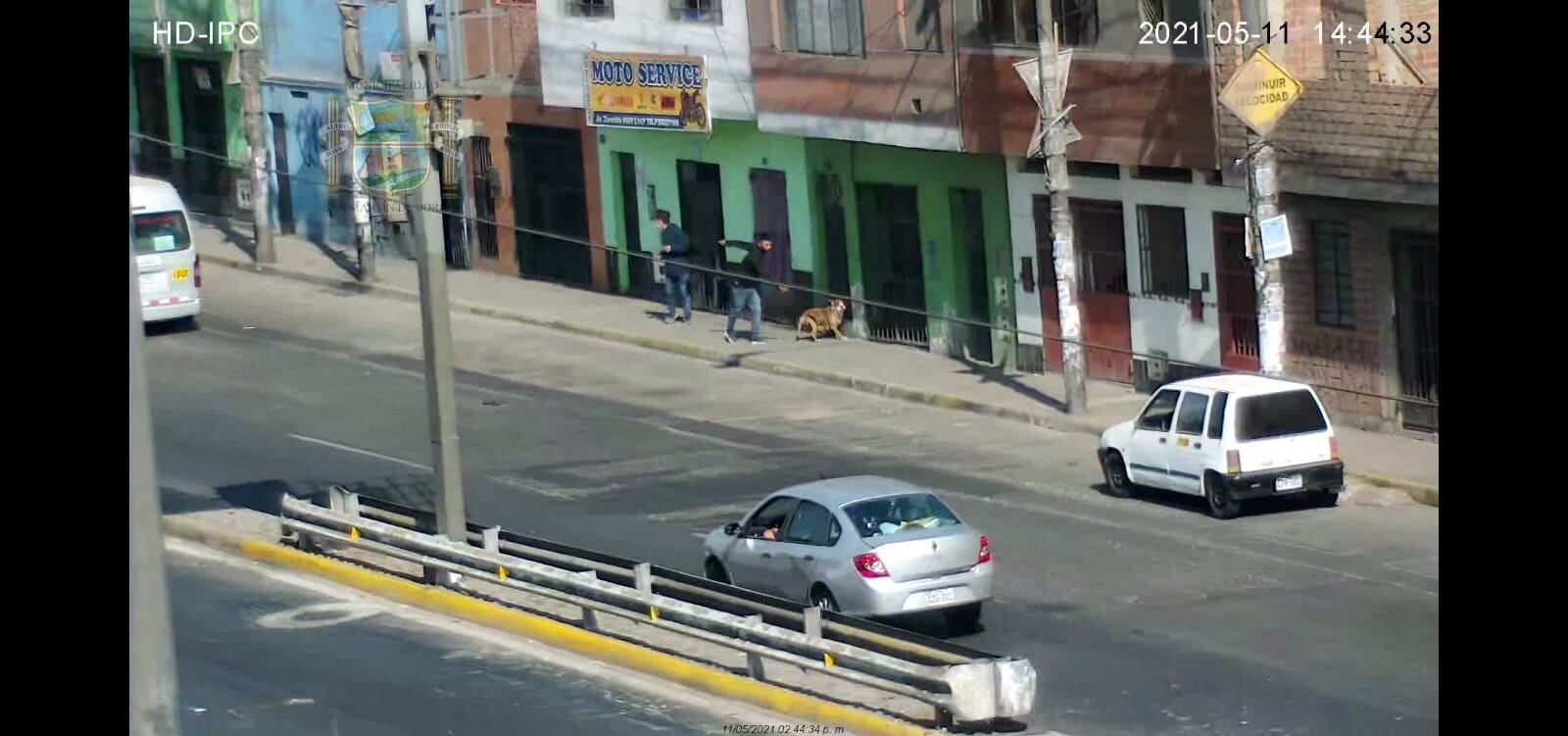 Ratero llevaba a su perro para robar y luego le dio una patada. (Secuencia, número 5)