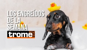 ¡Pura ternura! Los engreídos Trome que derriten corazones esta semana