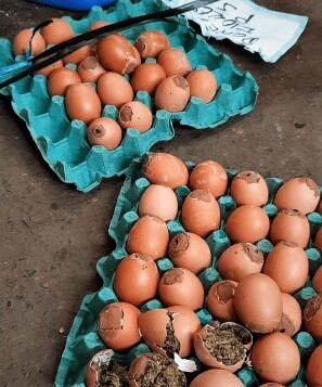 El ancianito José Isaac Palacios Hurtado (68), fue intervenido en la puerta del penal de Aaucallama, en Huaral por intentar hacer ingresar huevos en cuyo interior escondía marihuana.