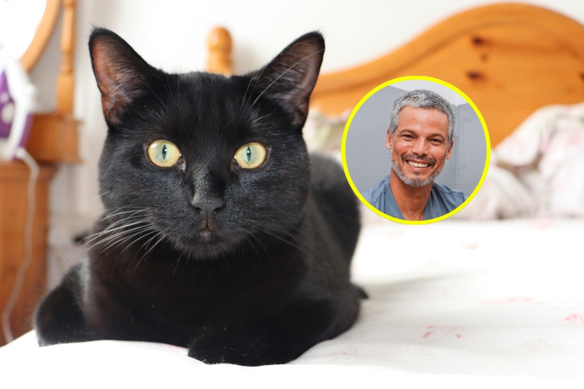 Veterinario Pancho Cavero explica por qué hay tantos mitos en torno a los gatos negros. Foto: Istock.